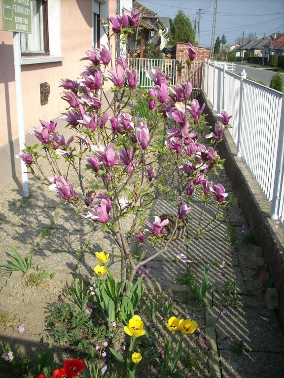 Bundics Vendeghazak Bed & Breakfast Lenti Exterior foto
